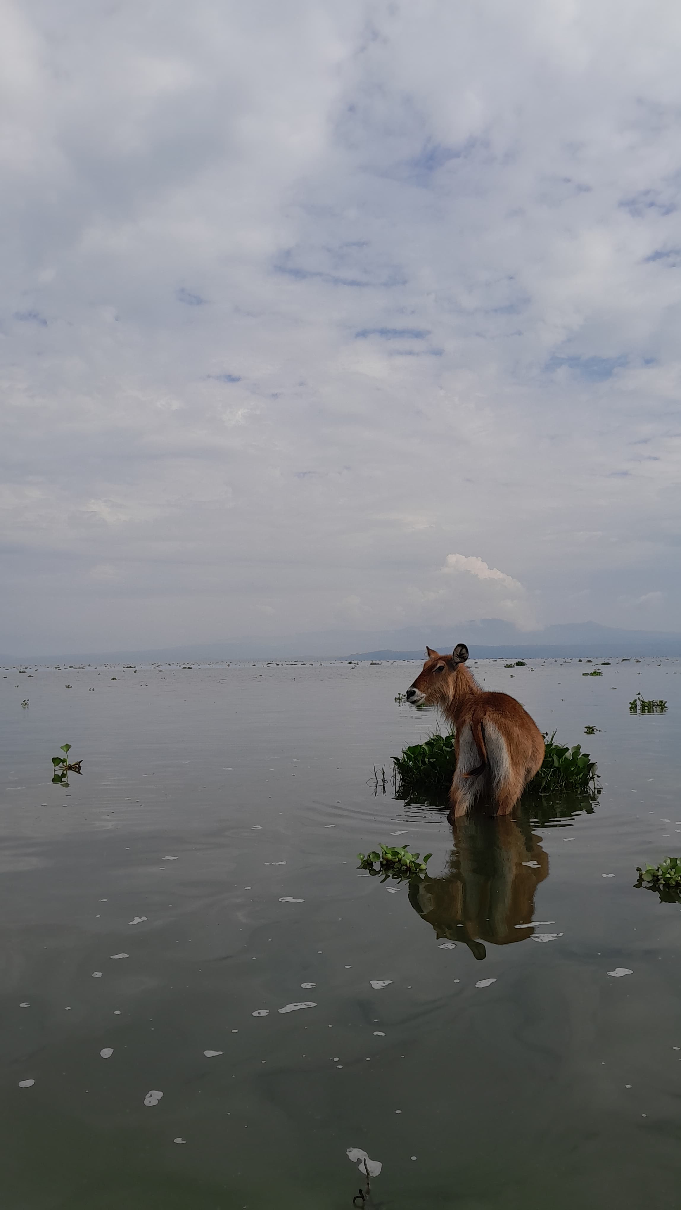 A water buck enjoying water hyacinth meal