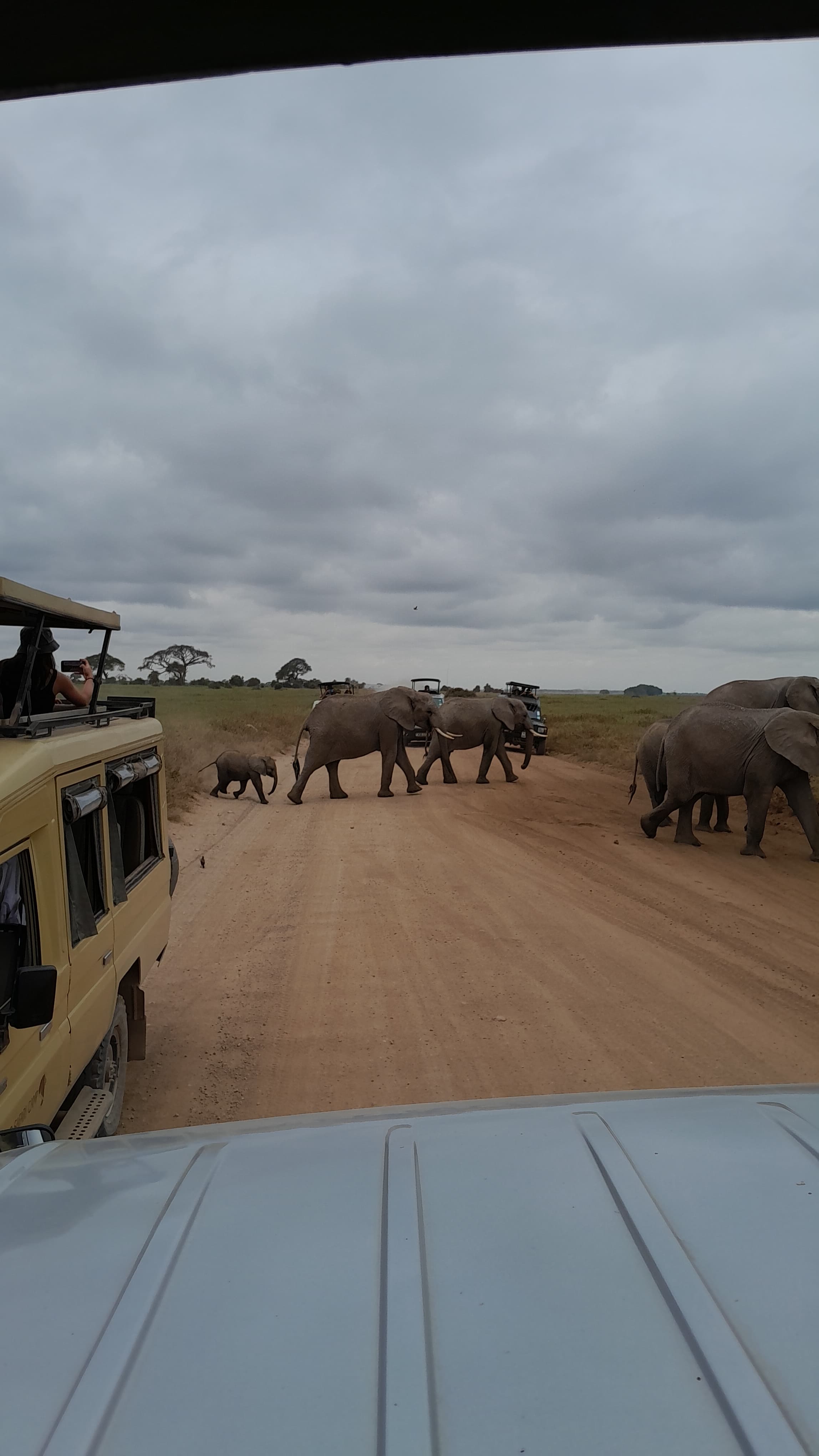 A family of elephants crossing the road at Amboseli National Park
