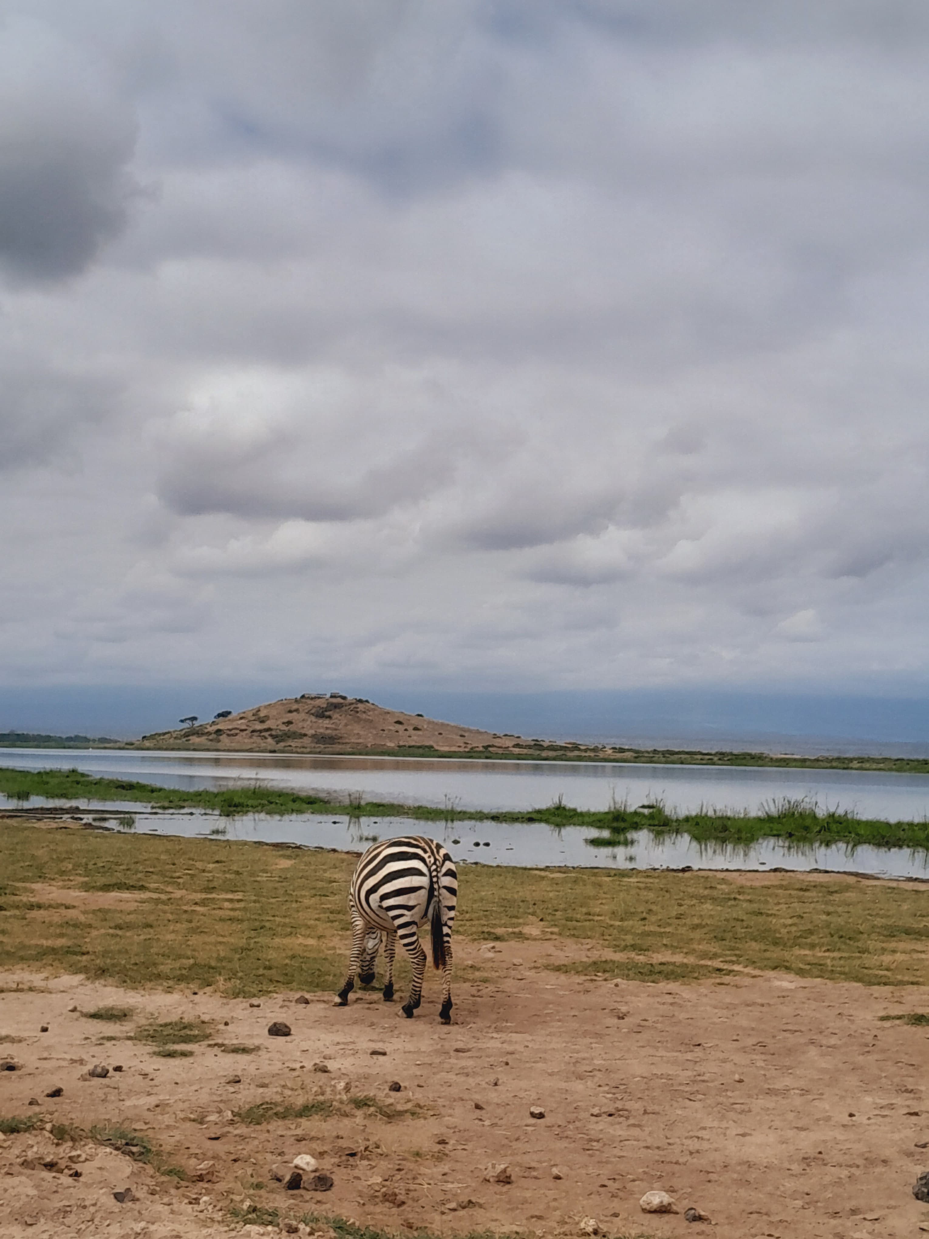A lone zebra in the expansive Amboseli National Park